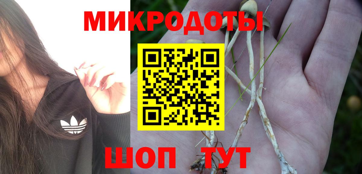 Балашов  Галлюциногенные грибы Psilocybe  Вход с VPN 